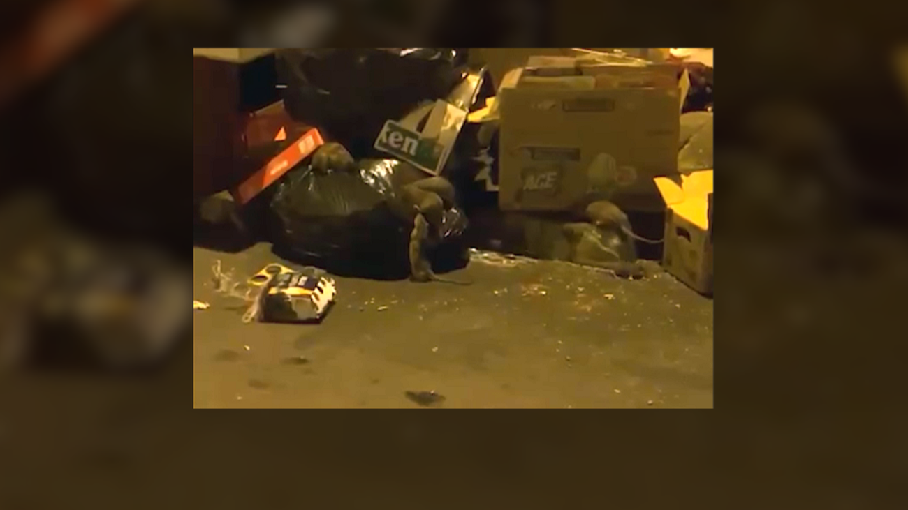 Una plaga de ratas invade San Cristóbal de los Ángeles