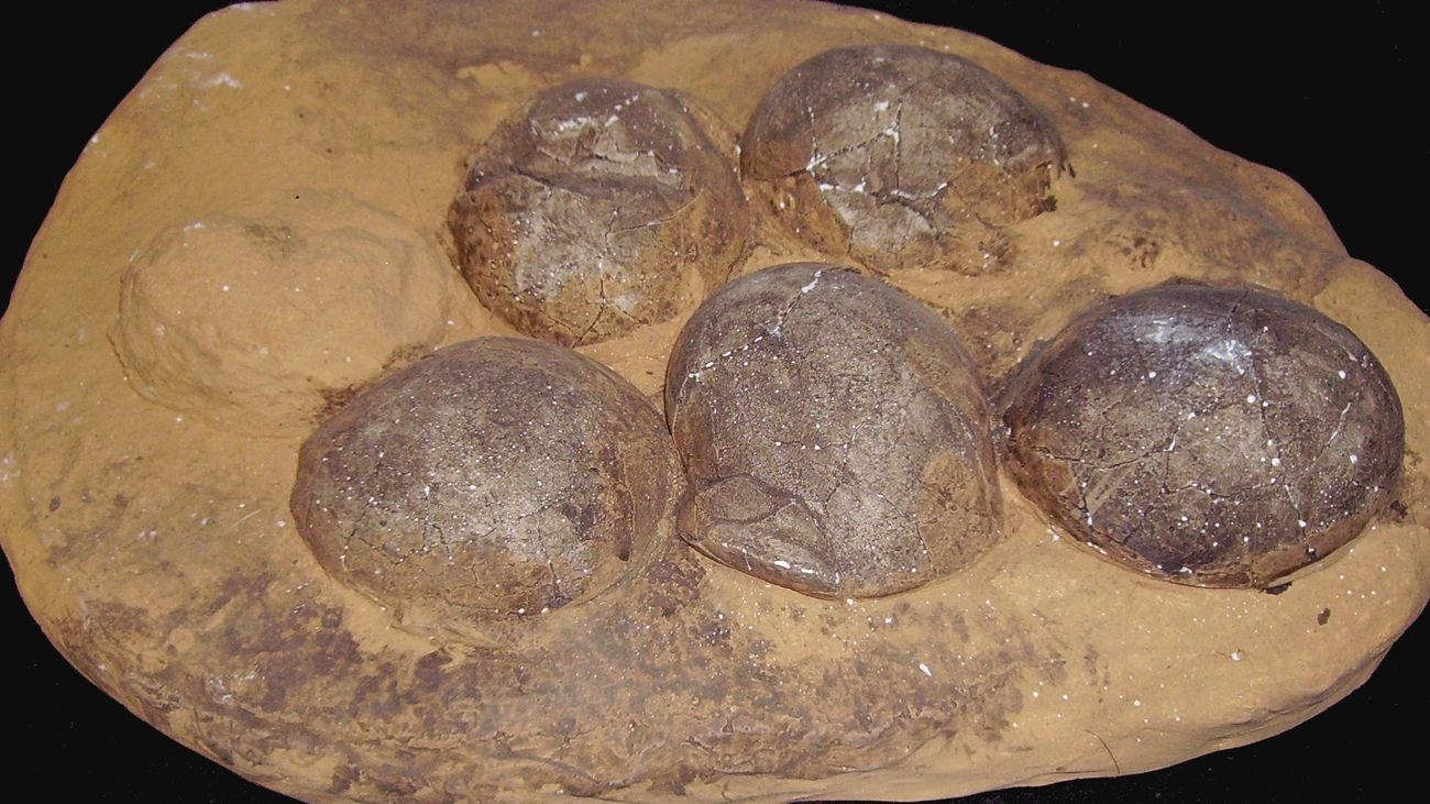 Huevos de dinosaurio en su nido (foto de Archivo)