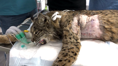Asistimos a una intervención quirúrgica de un lince ibérico