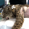 Asistimos a una intervención quirúrgica de un lince ibérico
