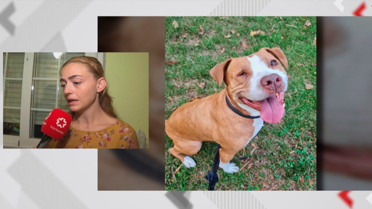 "Paremos la pirotecnia, por favor", el duelo y súplica de los dueños de Pita, la perra que se tiró por la ventana asustada por los petardos en Alcorcón