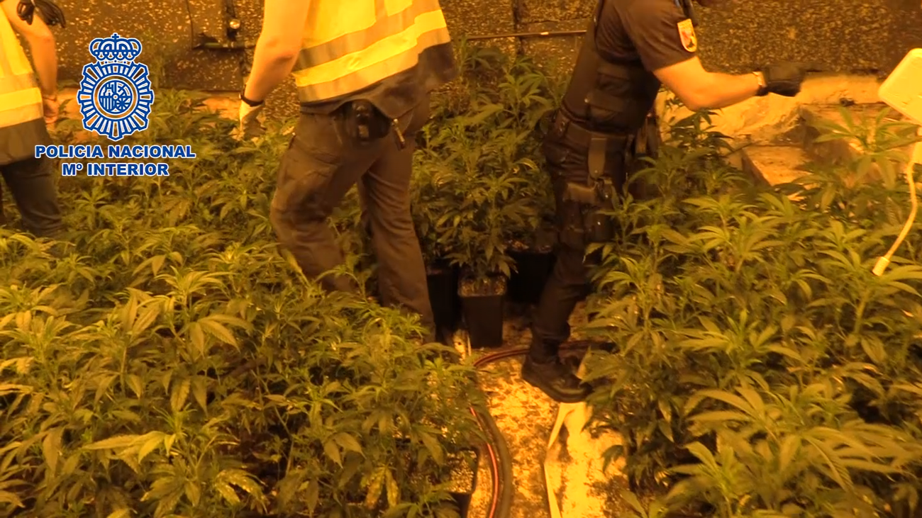 Coslada y San Blas: 19 detenidos y desmanteladas siete plantaciones  de marihuana indoor