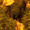 Coslada y San Blas: 19 detenidos y desmanteladas siete plantaciones  de marihuana indoor