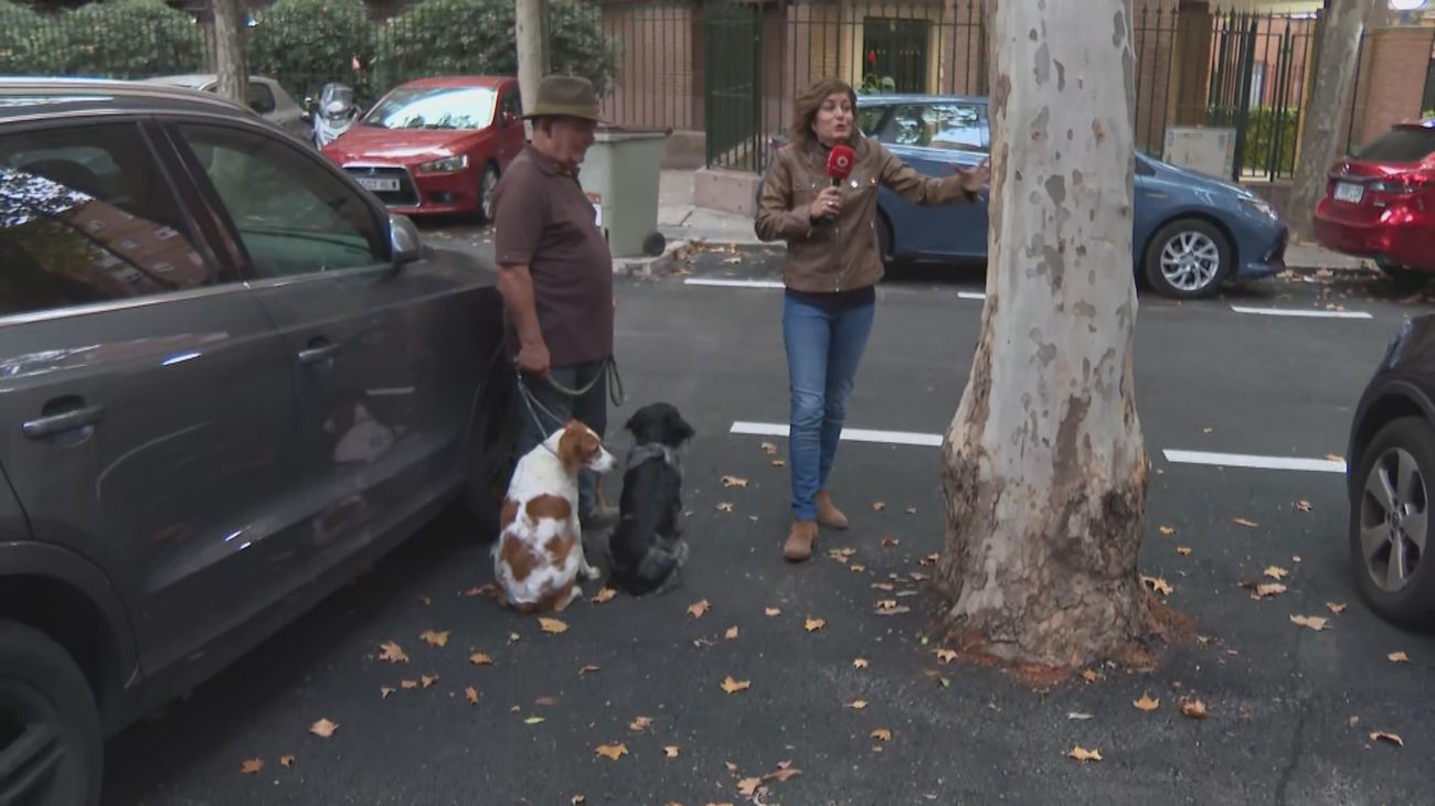 Árboles 'asfaltados' en Alameda de Osuna