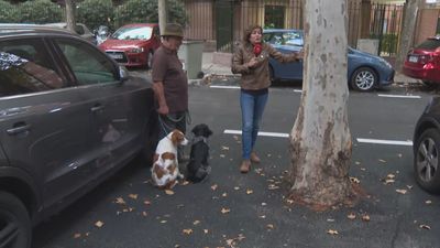 Árboles 'asfaltados' en Alameda de Osuna