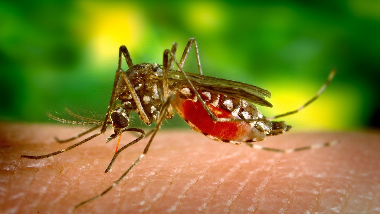 Mosquito hembra con el abdomen lleno de sangre