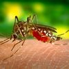 Los mosquitos pican más según el jabón que uses... y cómo huelas