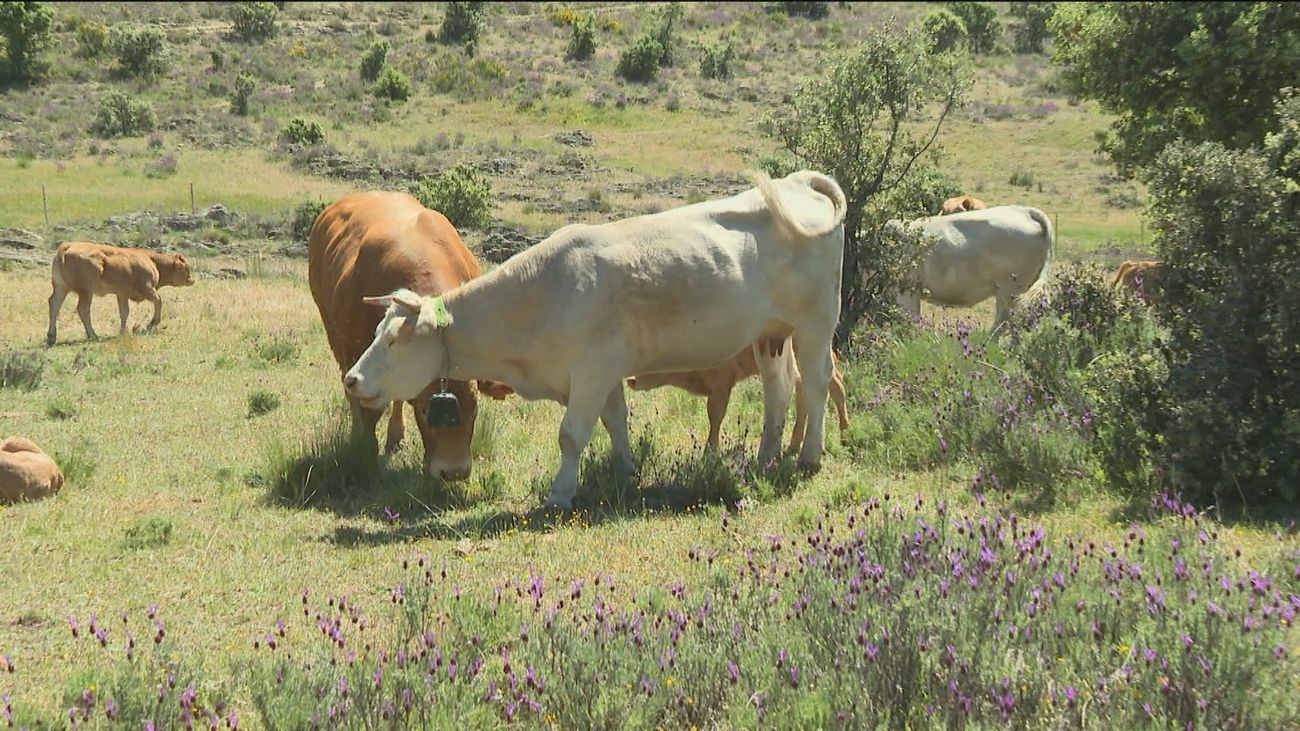 Mueren 9 vacas gallegas por comer burundanga mezclada en el forraje