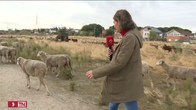 1.200 ovejas merinas y 200 cabras retintas pasarán el domingo por Madrid en la XXIX Fiesta de la Trashumancia