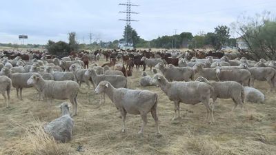 Más de 1.000 ovejas esperan a las puertas de Madrid para cruzar la capital este domingo
