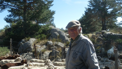 Las ovejas que atraviesan la Puerta del Sol cada año pierden a su pastor