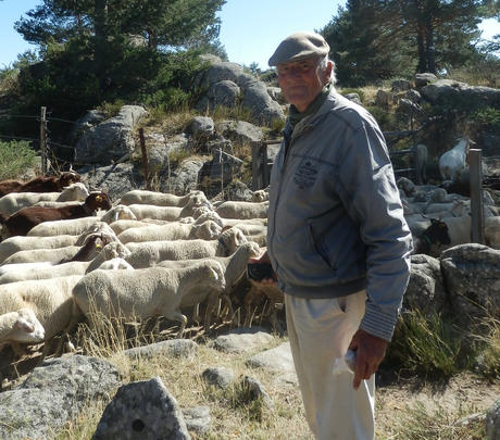 Jesús Garzón, pastor y naturalista, al frente del rebaño de la Mesta / JUAN GARCÍA
