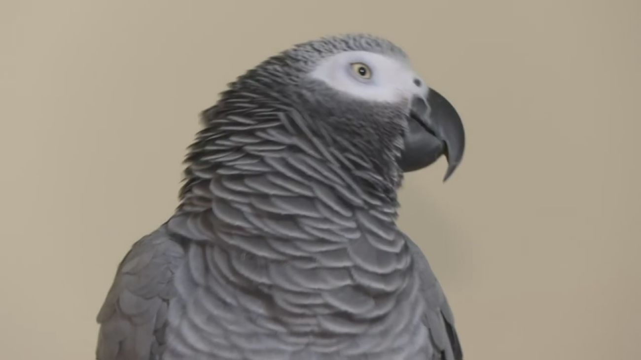 Algunas especies dejarán de tener la consideración de mascotas con la nueva ley de bienestar animal