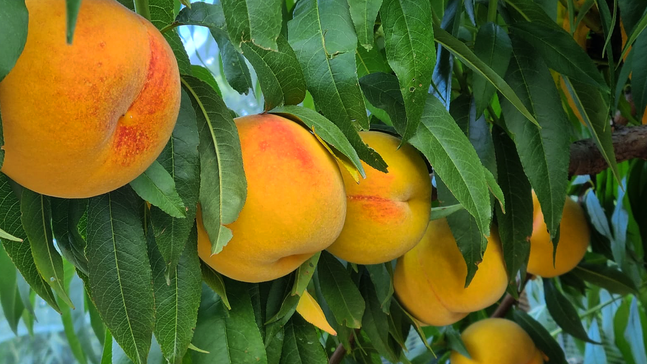 Mercamadrid, el primer mercado europeo con red de telecomunicaciones 5G