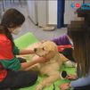 Cómo los perros pueden ayudarnos a superar la anorexia y la bulimia