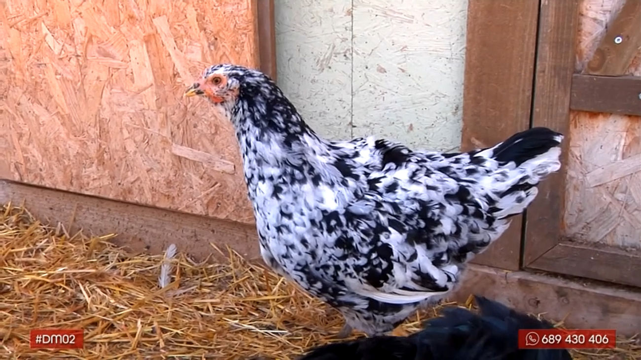 Vuelta al mundo en 80 gallinas