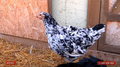 Vuelta al mundo en 80 gallinas