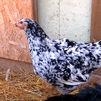 Vuelta al mundo en 80 gallinas
