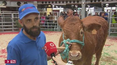 Subasta de ganado selecto en Colmenar y exposición de razas autóctonas madrileñas