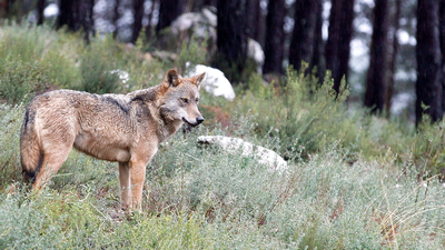 Francia permitirá matar lobos en caso de ataques a rebaños