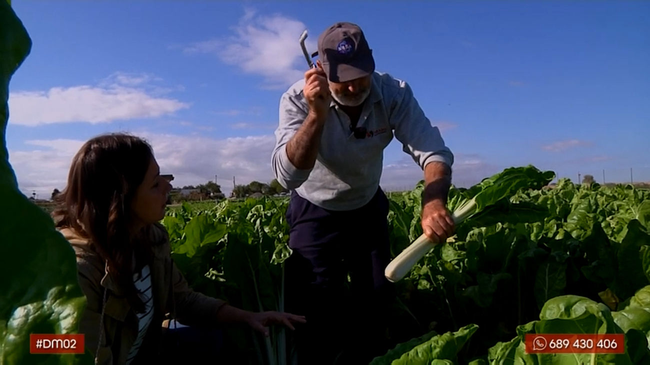 Las mejores acelgas del mundo son de Fuenlabrada