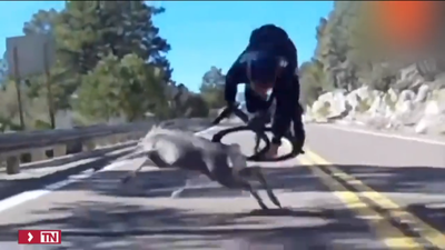 Los accidentes contra animales se duplican en España en 5 años por el abandono del medio rural