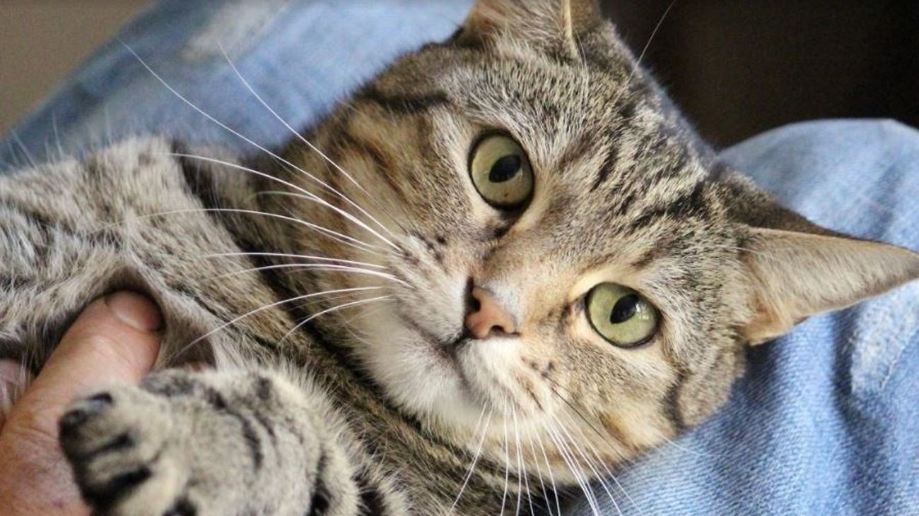 ¿Tienes gato? Esto no lo sabías de tu mascota