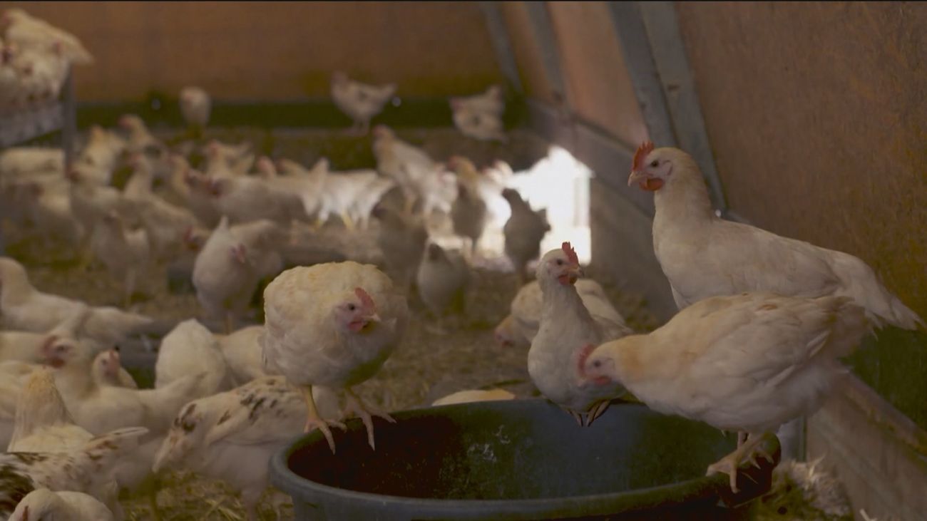 Detectado un foco de gripe aviar en una explotación de Valdemoro con 450.000 gallinas