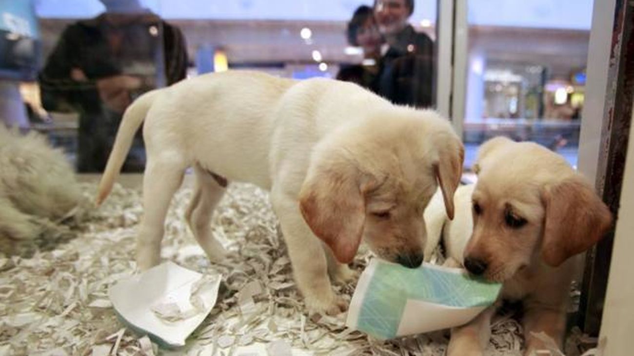 Las tiendas de mascotas tendrán una prórroga de un año para cerrar