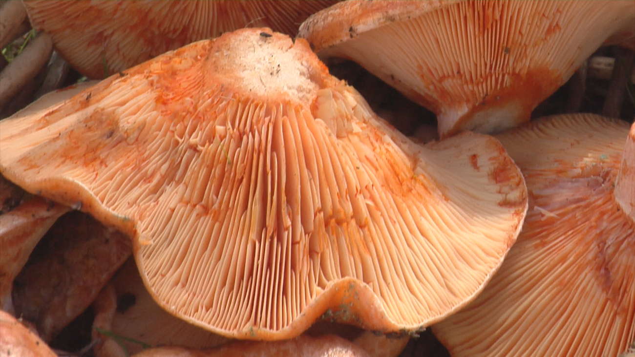 Arranca la temporada de setas en Madrid