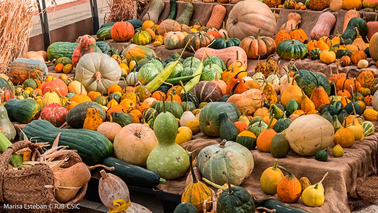 El Botánico se llena de calabazas por Halloween