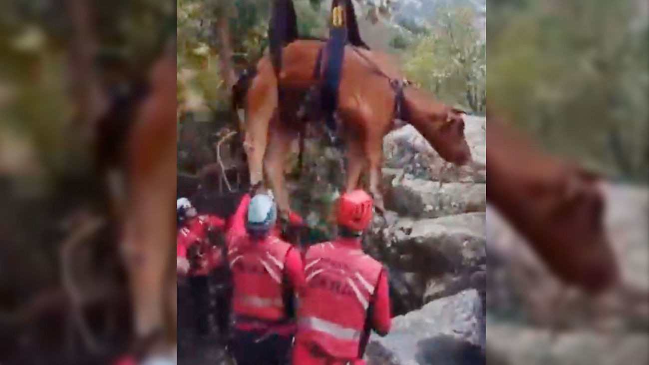 Agentes forestales y miembros del GERA rescatan con un helicóptero a una vaca atrapada en La Pedriza