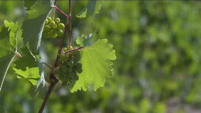 Madrid finaliza la temporada de vendimia con más de 9 millones de kilos de uva recogida