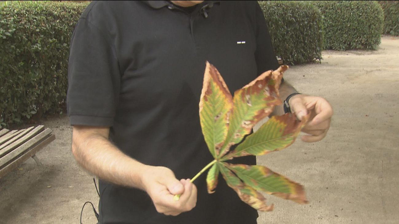 El Botánico busca especies resistentes al cambio climático para reemplazar las que se pierden