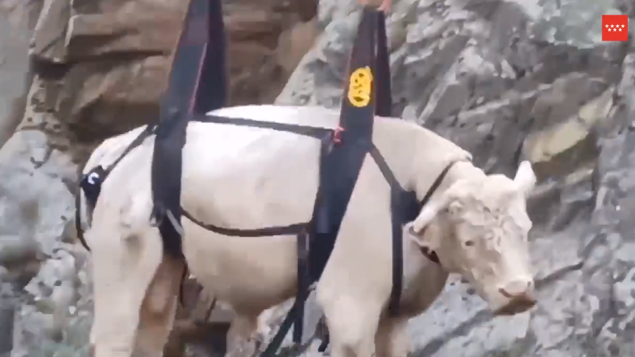 Rescatado en helicóptero un toro atrapado en una cascada de Rascafría