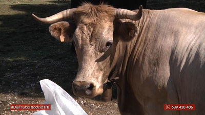 Vacas bombero: una solución natural para prevenir incendios