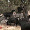 ¿Cómo es la vida de un pastor ecológico en la Cuenca Alta del Manzanares?