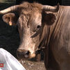 Vacas bombero: una solución natural para prevenir incendios