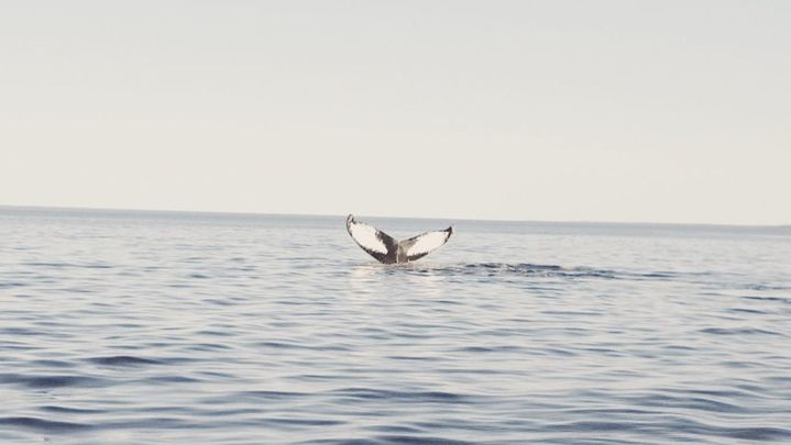 Ballenas en Quebec / Redacción