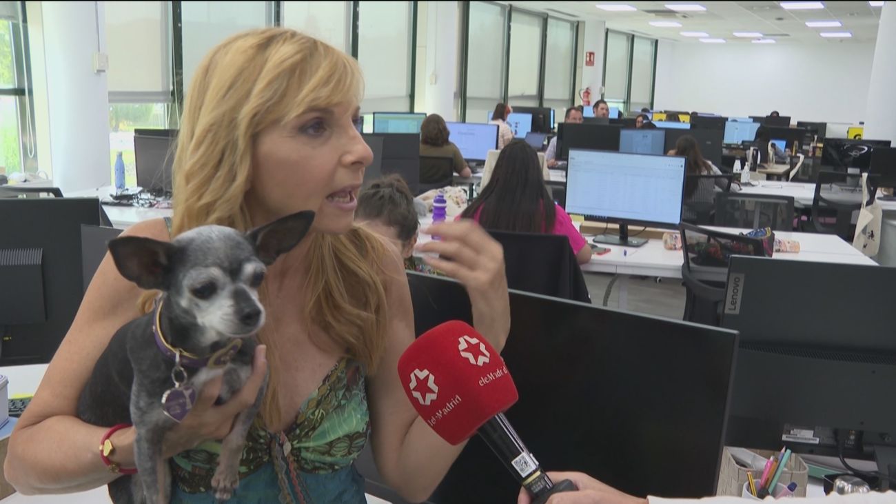 Mascotas en la oficina, mejor para ellas y para sus dueños