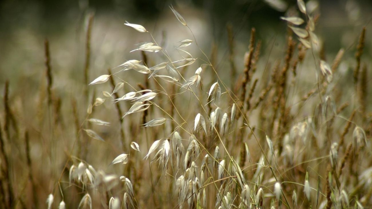 Semillas de trigo