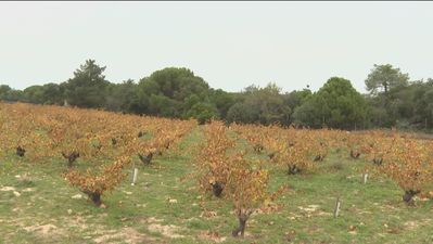 Se rompen las previsiones... para bien: la cosecha de uva supera la del año pasado