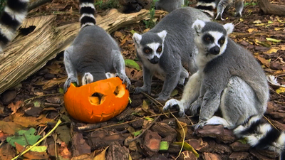 Faunia se viste de Halloween para acercarnos al fantástico mundo de los animales