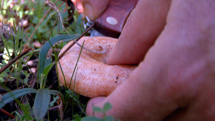 Recolección de níscalos / Telemadrid.es
