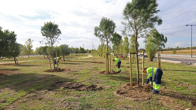 Leganés inicia la plantación de más de 40.000 árboles y arbustos