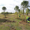 Leganés inicia la plantación de más de 40.000 árboles y arbustos