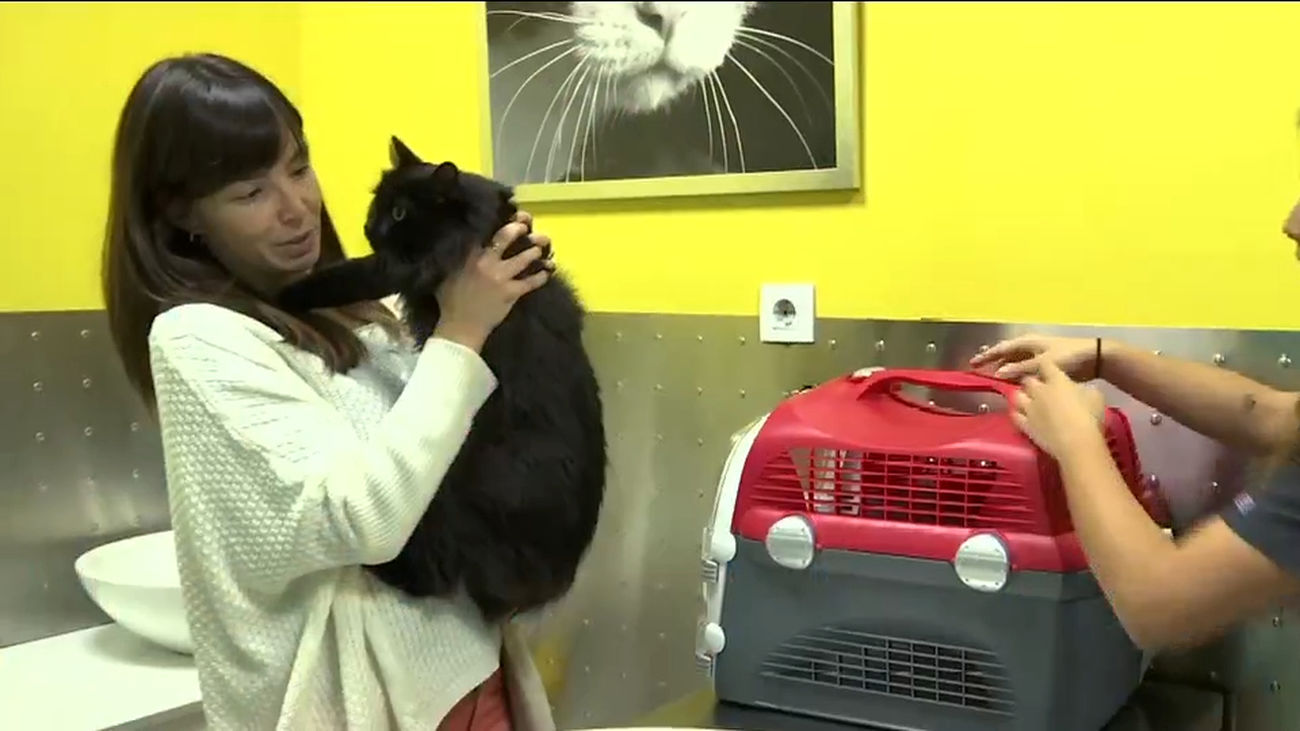 Así es el hospital de gatos pionero en toda Europa: se encuentra en Madrid y tiene servicio de urgencias y quirófano