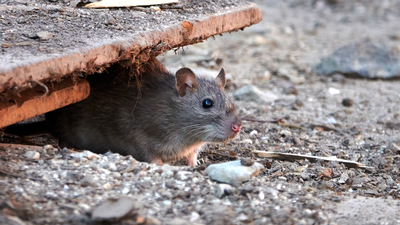 Los vecinos de Humanes, hartos de convivir con las ratas