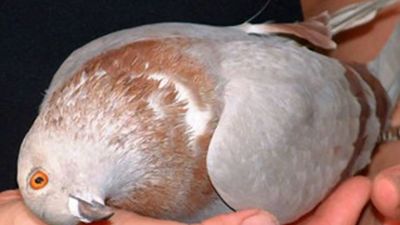 El virus que convierte a las palomas en zombies enciende las alertas en Reino Unido