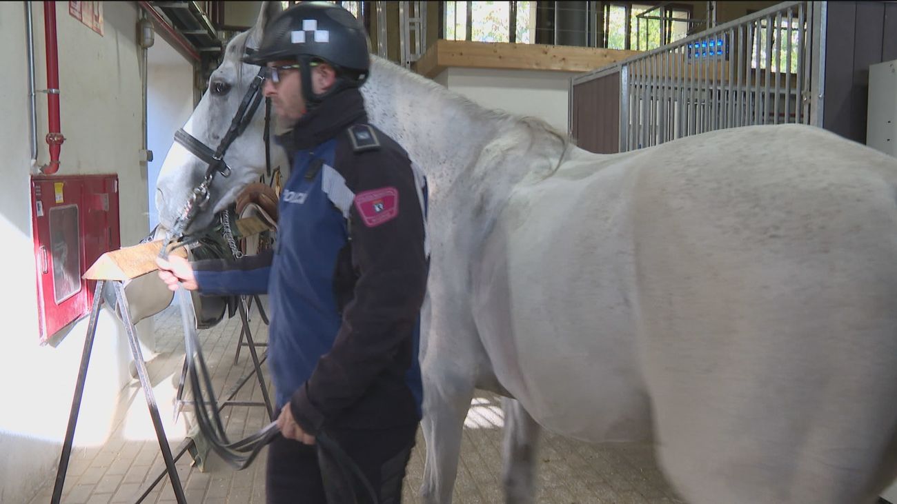 Caballos y policías, entrenar la confianza mutua desde que son potros